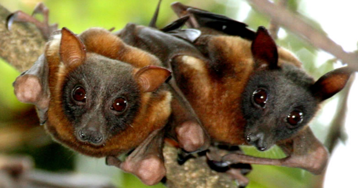 Know About Little Red Flying Foxes! thumbnail