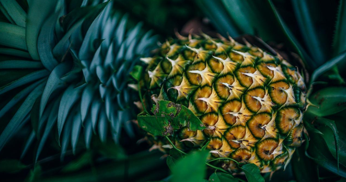 Know These Facts About Pineapple! thumbnail