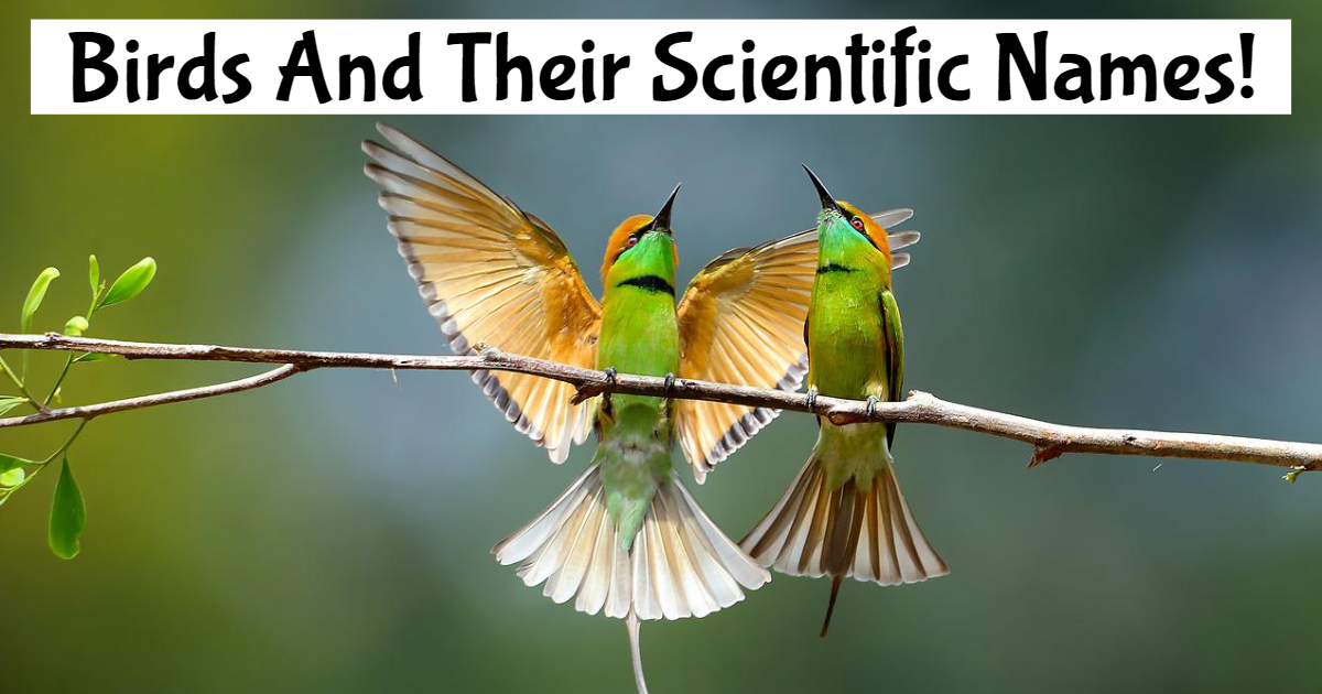 Guess The Scientific Names Of Birds! thumbnail