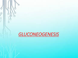 Interesting facts about  Gluconeogenesis thumbnail
