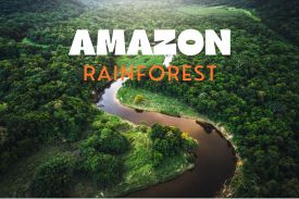 Have an Interesting Quiz On "Amazon Rainforest"!! thumbnail