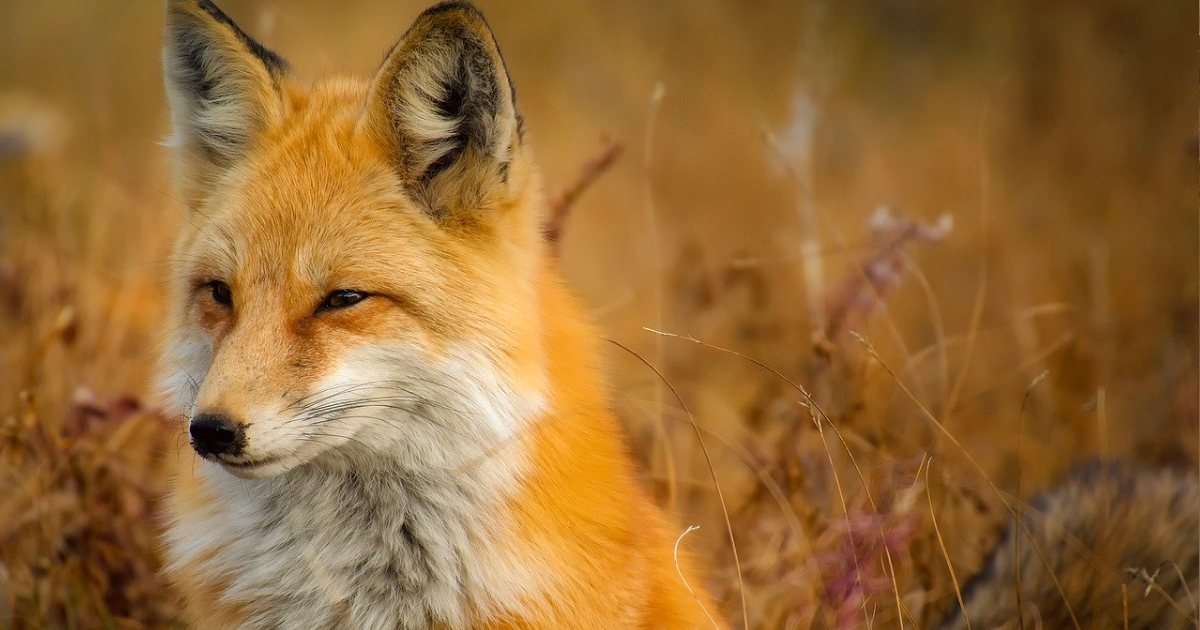 What Do You Know About Foxes? thumbnail