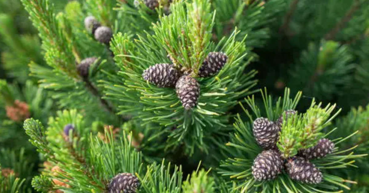 LOOK BRIEFLY INTO THE FACTS OF GYMNOSPERMS thumbnail