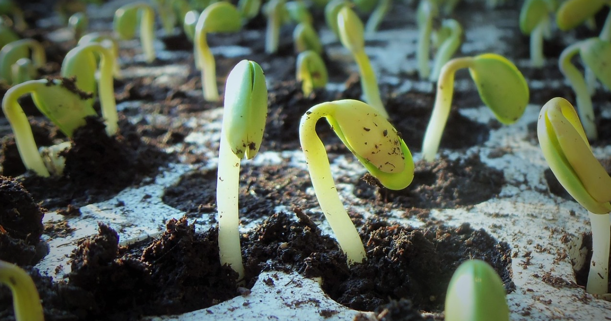 What Do You Know About Germination? thumbnail