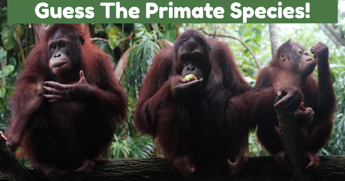 Guess The Primate Species! thumbnail