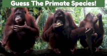 Guess The Primate Species!