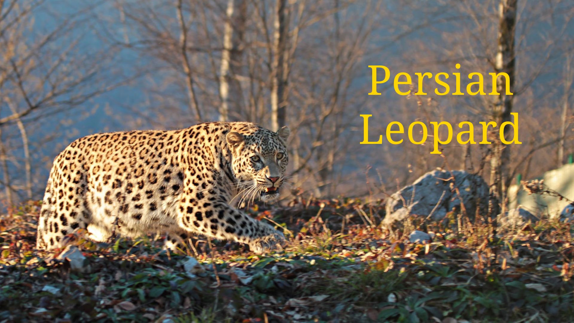 The Majestic Predator: Challenge Yourself with the Persian Leopard Quiz! thumbnail