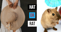 Quick Pick: Is It A Hat Or Rat?
