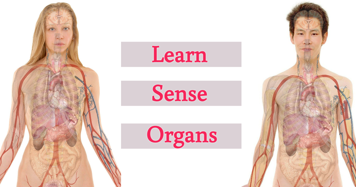 What Do You Know About Sense Organs? thumbnail