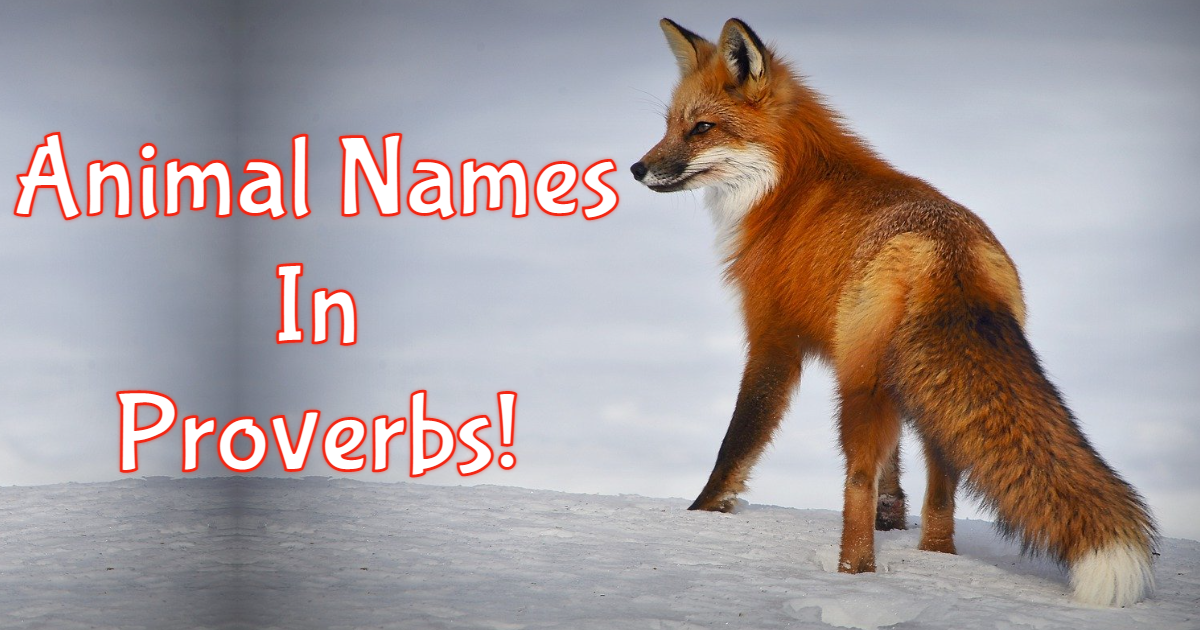 Complete The Animal Names In The Proverb! thumbnail