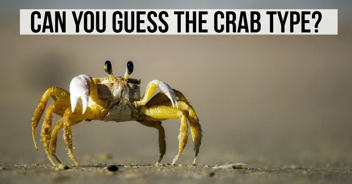 Can You Guess This Crab Type? thumbnail