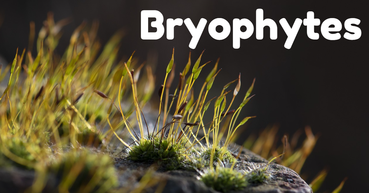 Take This Quiz On Bryophytes thumbnail