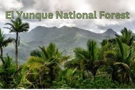 Take an Interesting Quiz On "El Yunque National Forest" thumbnail