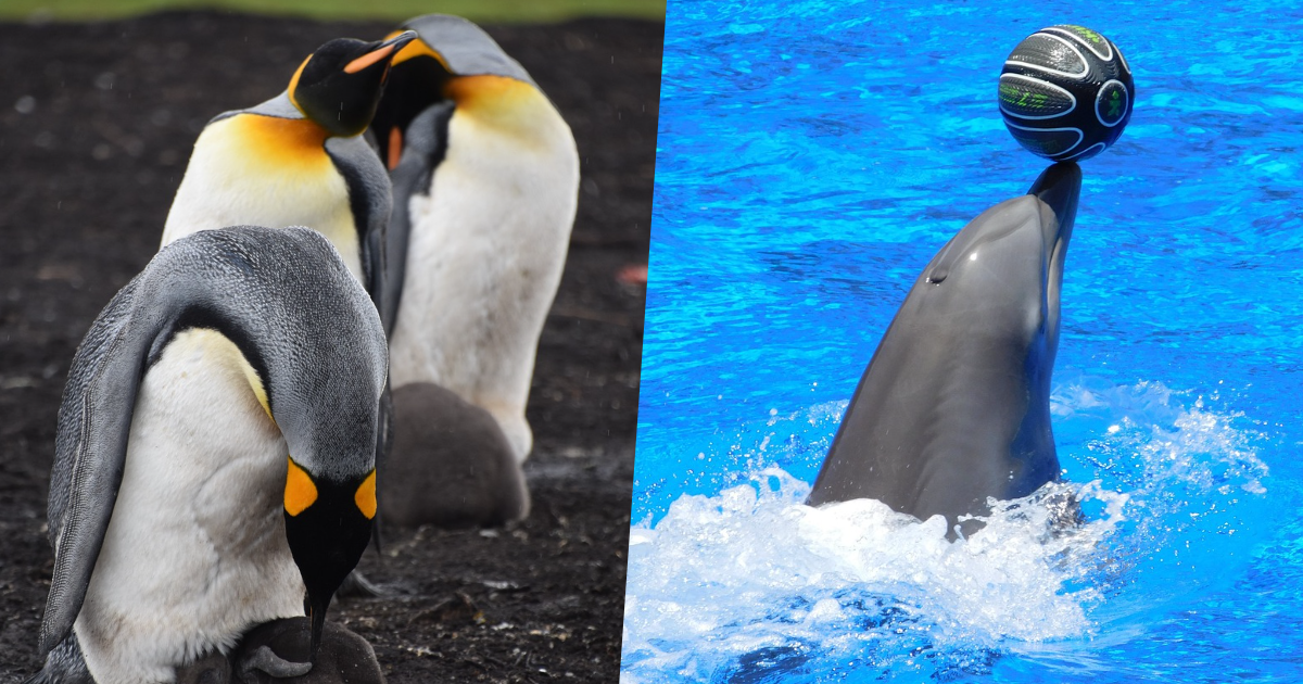 Quick Guess: Penguin Or Dolphin? thumbnail