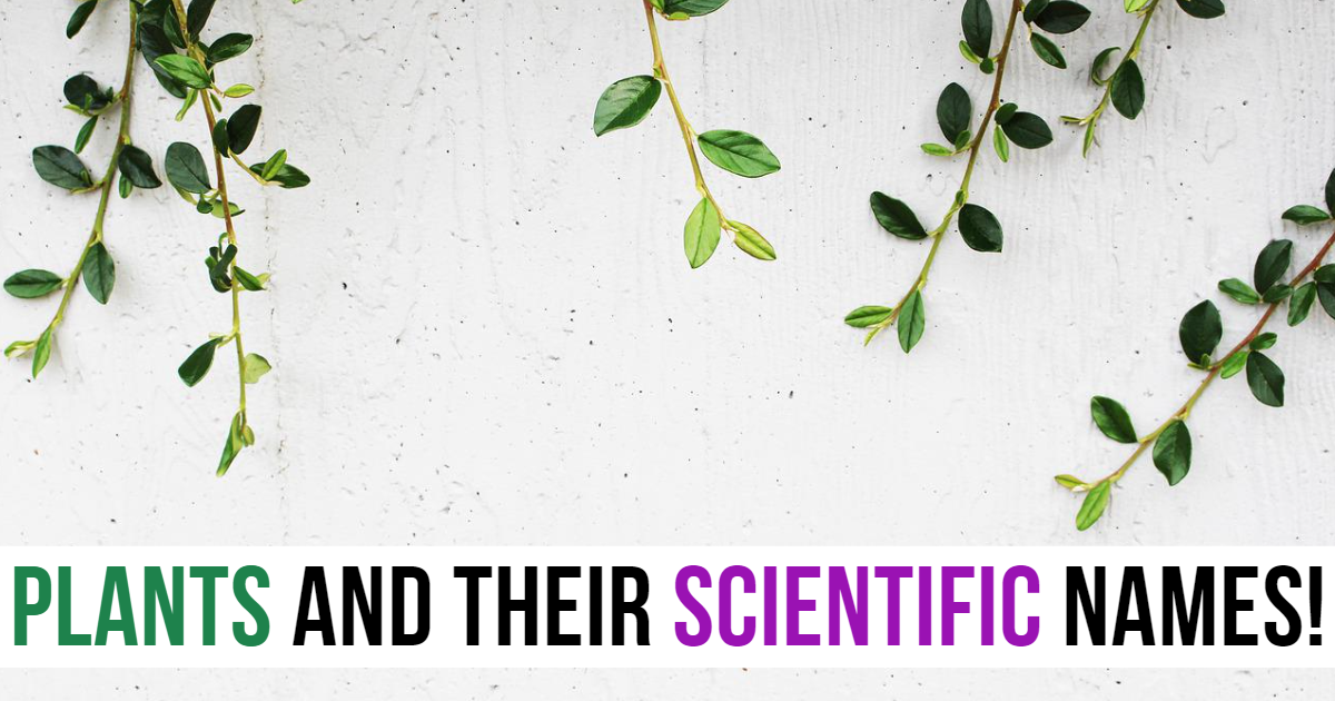 Take the free online Find The Scientific Names Of These Plants