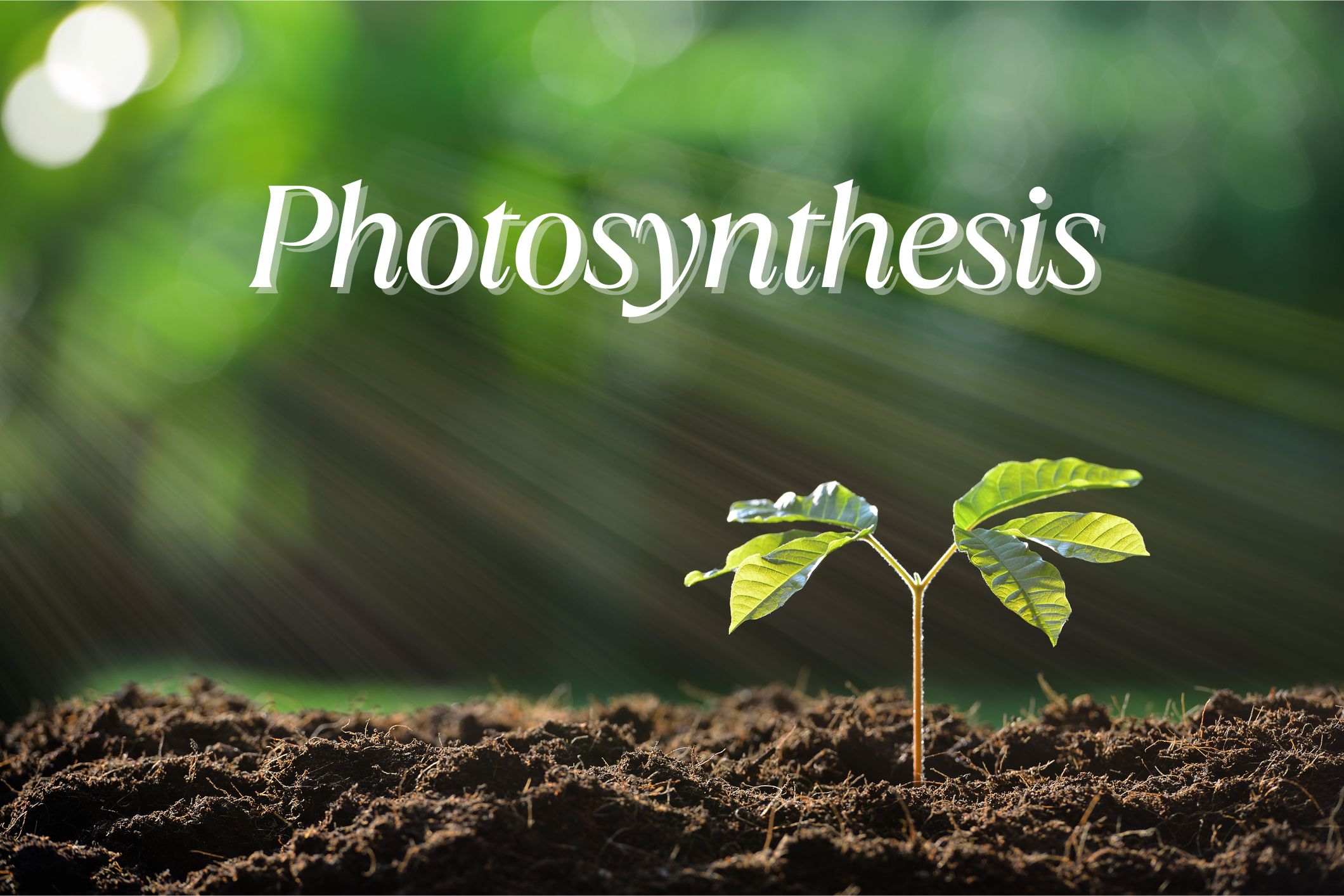 The Science of Green: Photosynthesis Quiz thumbnail