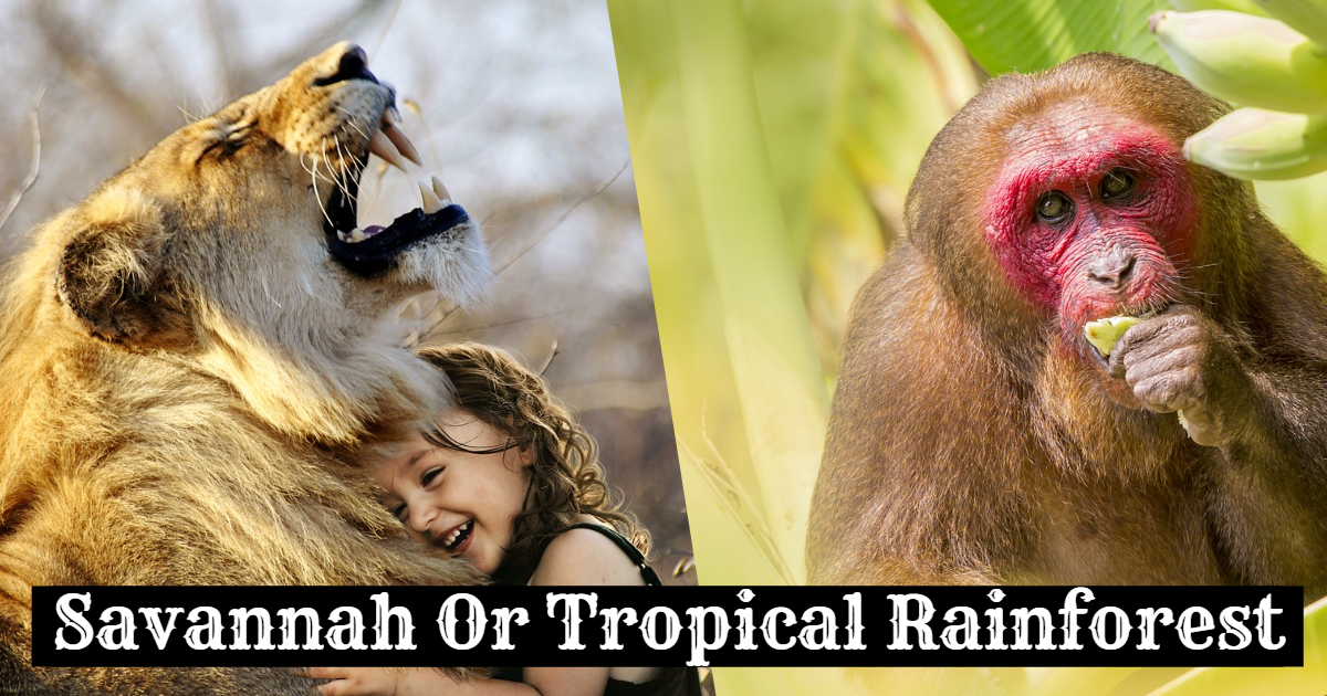 Savannah Or Tropical Rainforest Animal? thumbnail