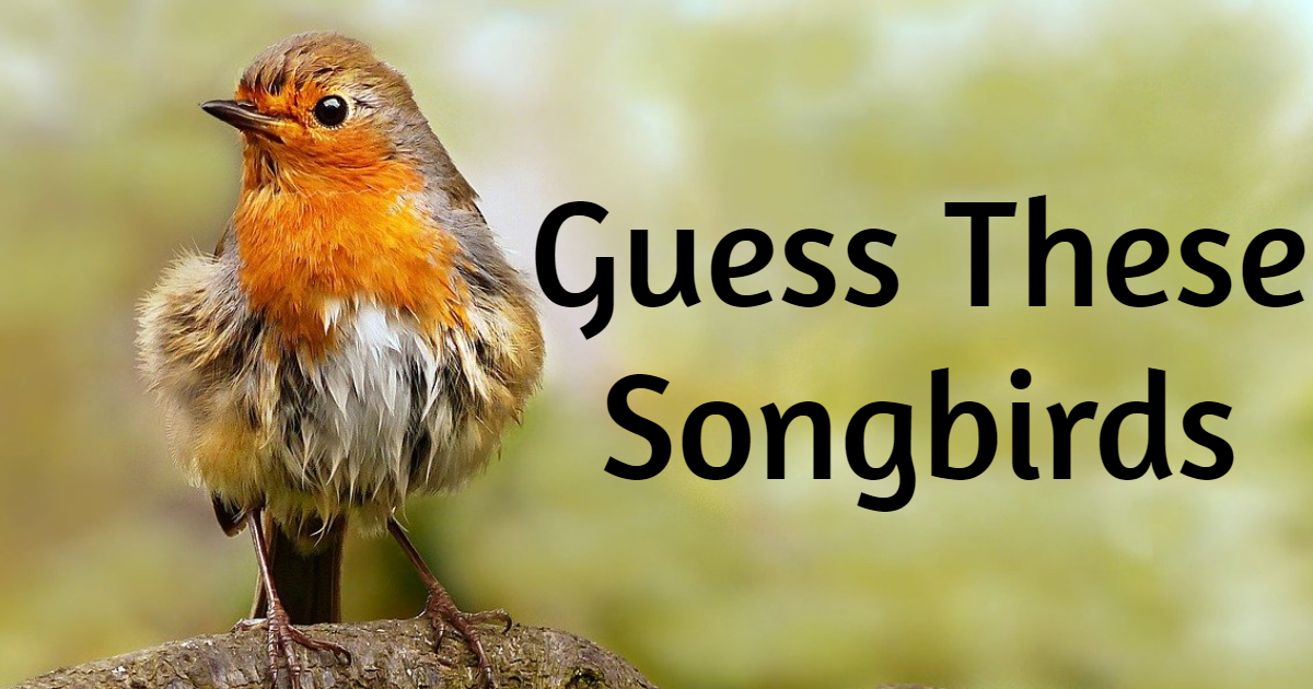 Guess These Types Of Songbirds thumbnail