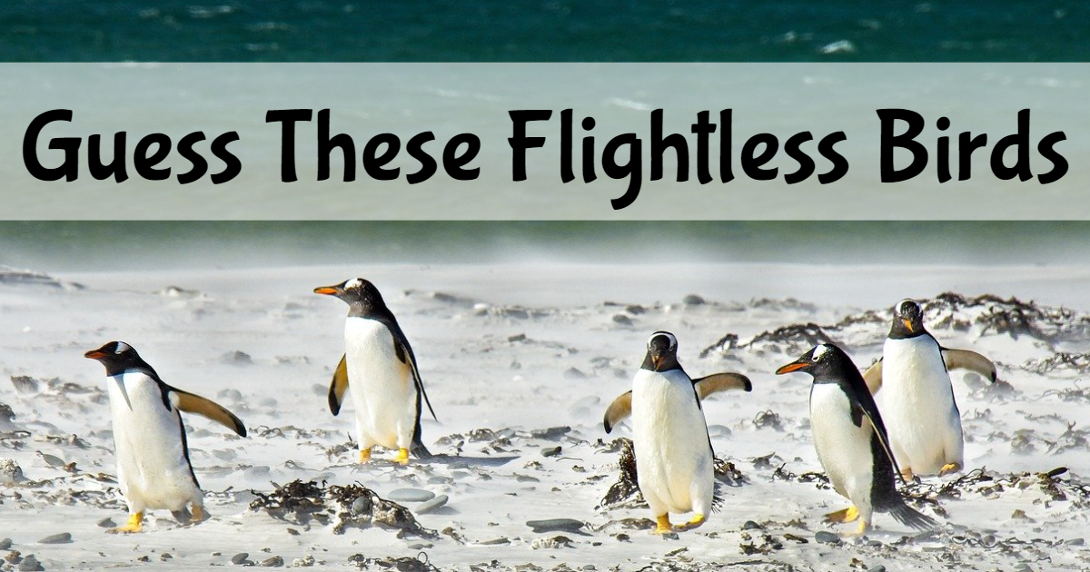 Guess These Flightless Birds thumbnail