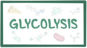 Interesting facts about Glycolysis thumbnail