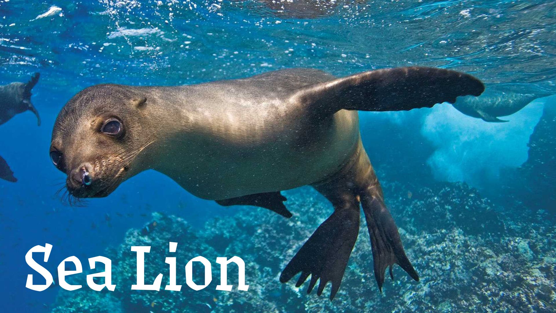 Dive into Fun: Test Your Sea Lion Smarts! thumbnail