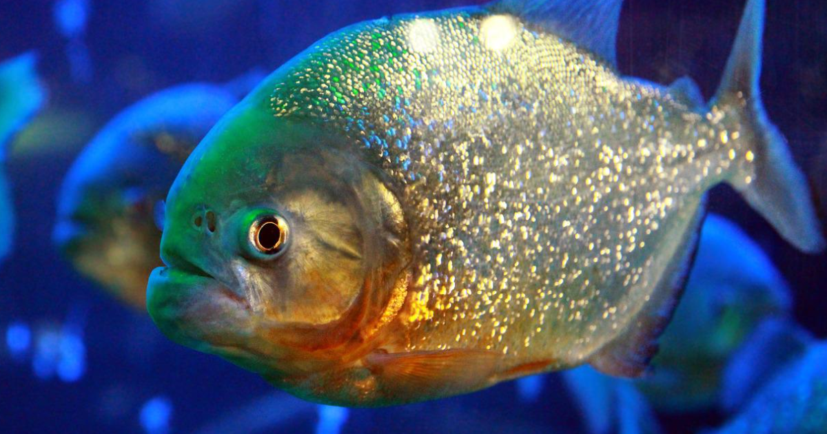Learn These Facts About Piranhas thumbnail
