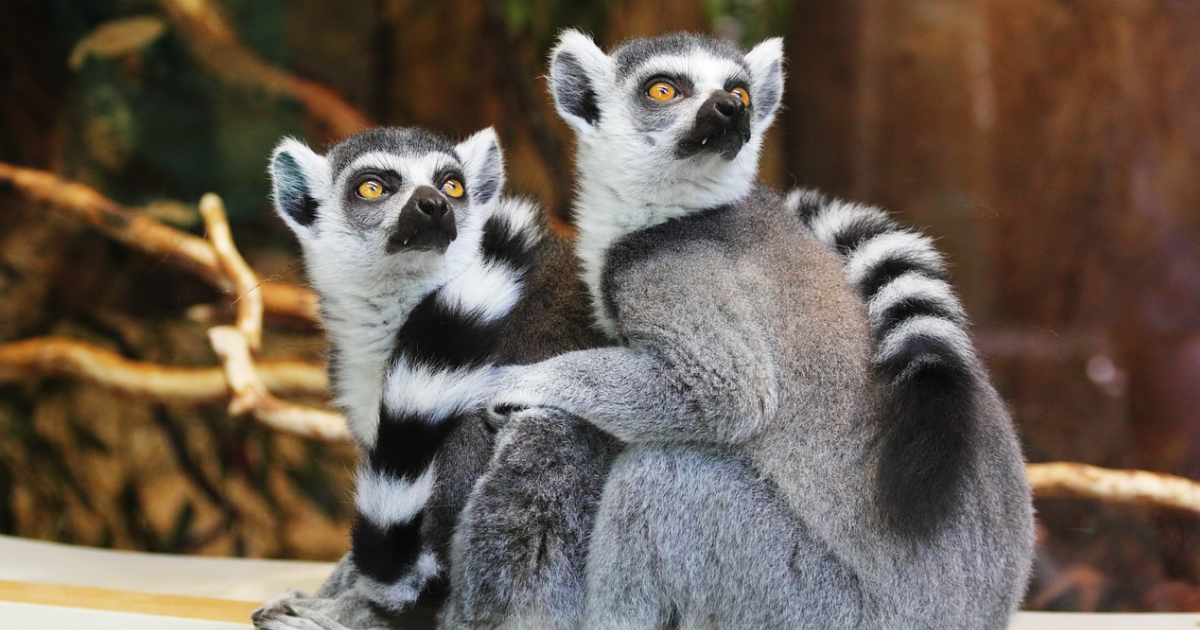 Know These Facts About Lemur! thumbnail