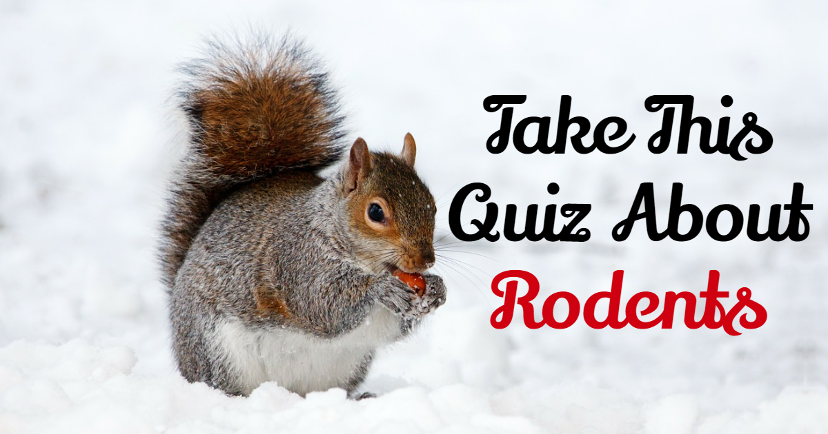 Take This Quiz About Rodents thumbnail