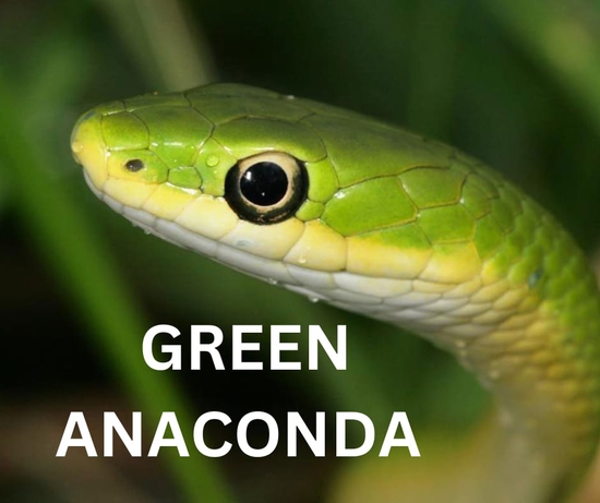 Here's a Fascinating Quiz on "Green Anacondas" Do Play and Win!! thumbnail