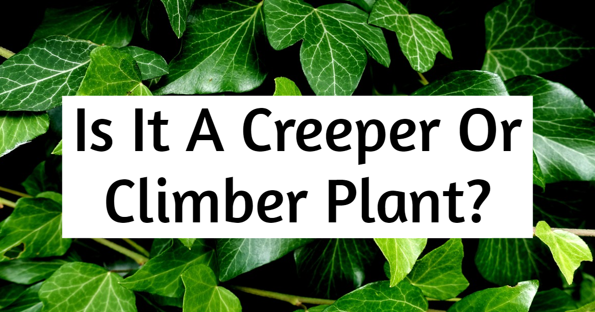 Is It A Creeper Or Climber Plant? thumbnail
