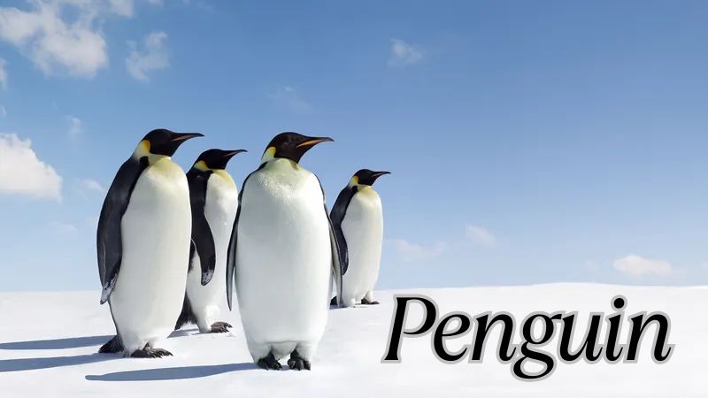 Cold Facts: The Ultimate Penguin Challenge!! thumbnail