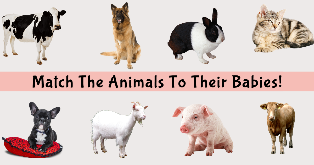 Match The Animals To Their Babies! thumbnail