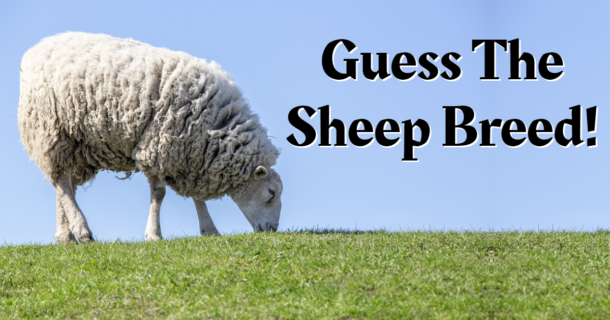 Can You Guess The Correct Sheep Breed? thumbnail
