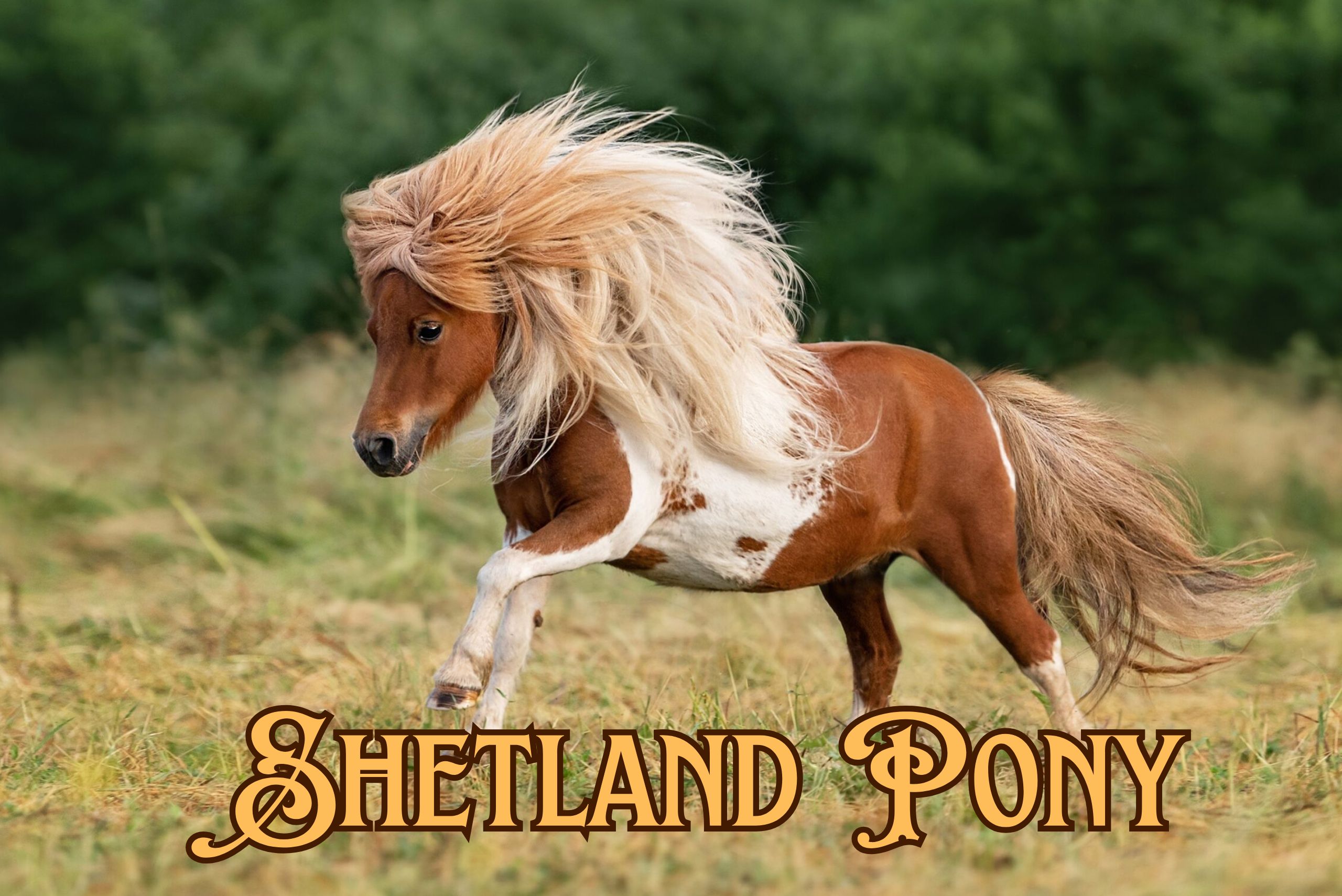 How Well Do You Know About Shetland Pony Horse!! thumbnail