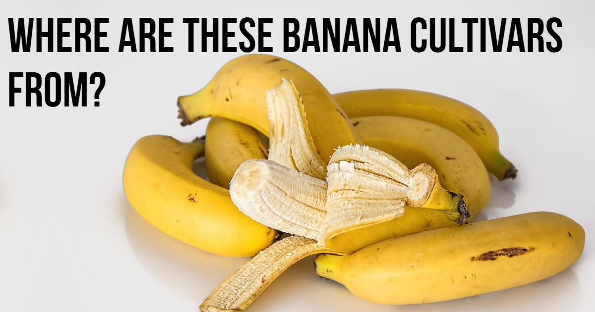 Where Are These Banana Cultivars From? thumbnail