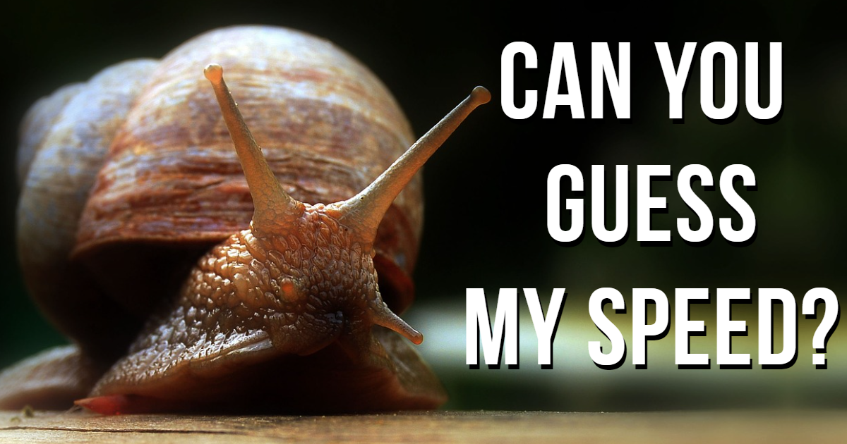 Guess The Speed Of These Slowest Animals! thumbnail