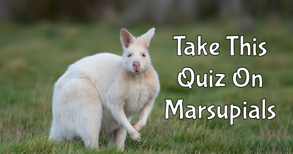 Take This Quiz On Marsupials thumbnail