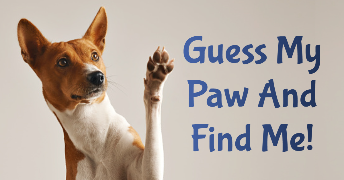 Guess My Paw And Find Me! thumbnail