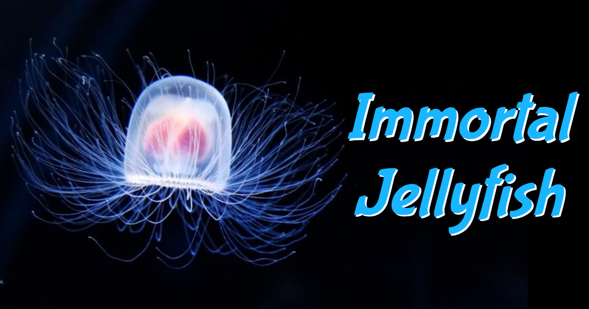 What Do You Know About Immortal Jellyfish? thumbnail