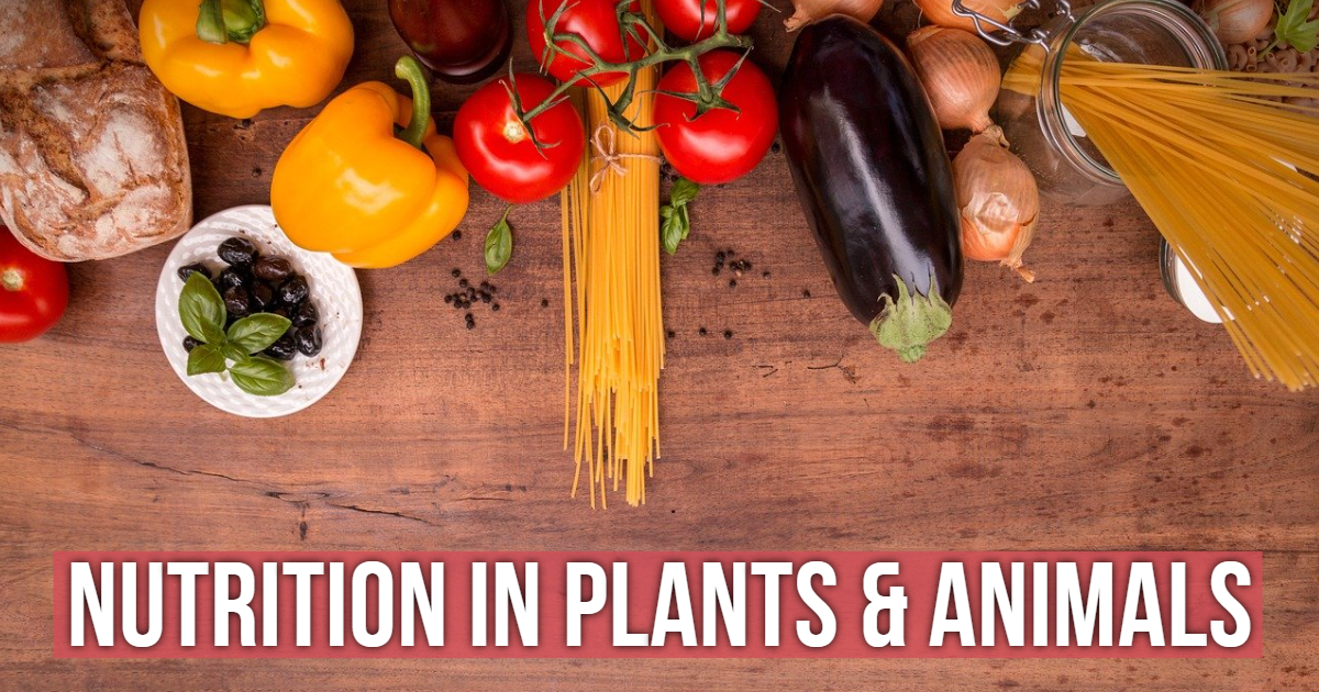 Nutrition In Plants And Animals! thumbnail