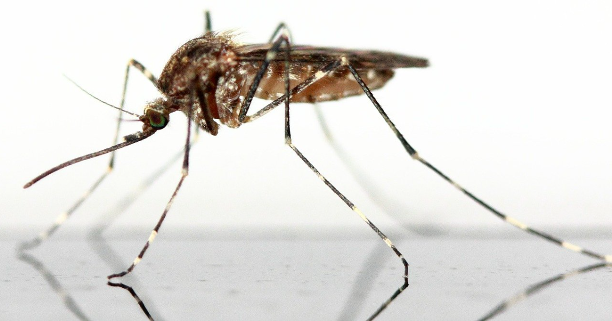 Know These Facts About Mosquitoes! thumbnail