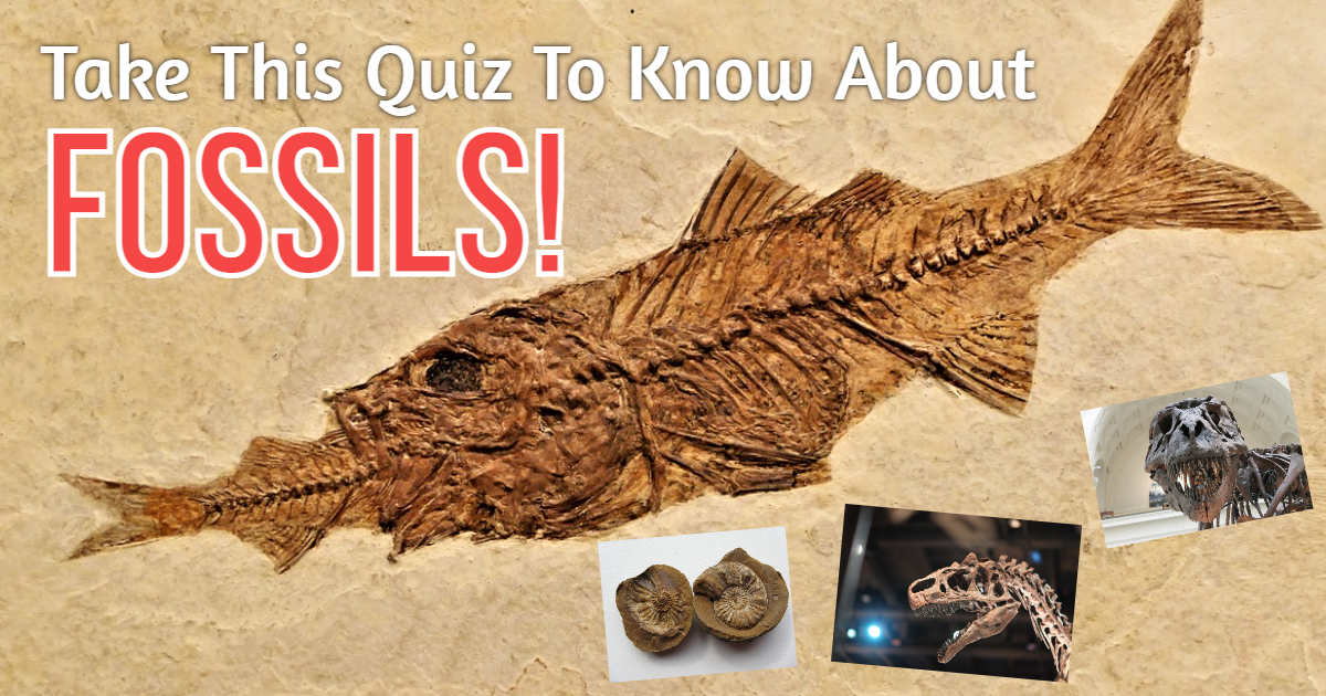 Take This Quiz To Know About Fossils! thumbnail