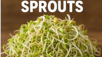 From Seed to Superfood — Test Your Sprout IQ!