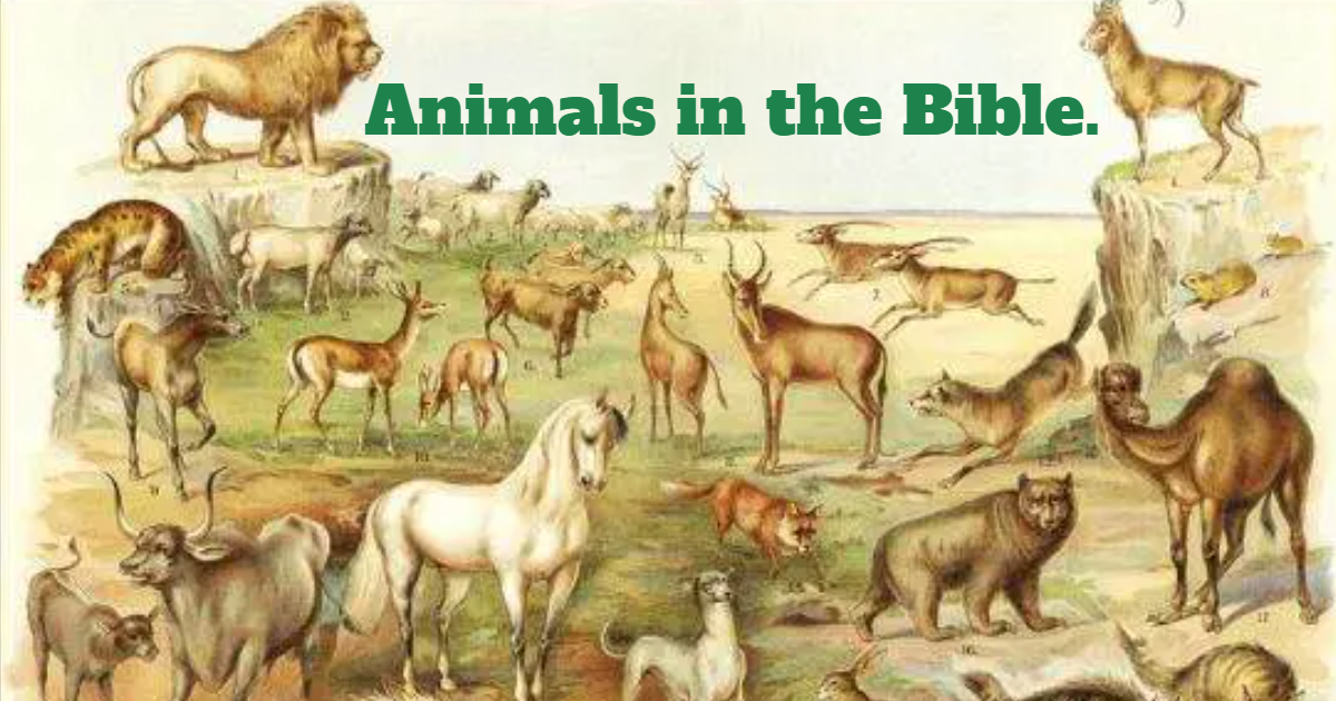 Animals from the Biblical verse thumbnail