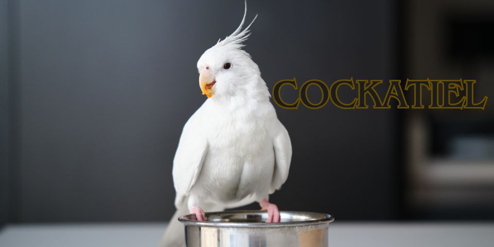 Clever Crests: The Ultimate Cockatiel Quiz!! thumbnail
