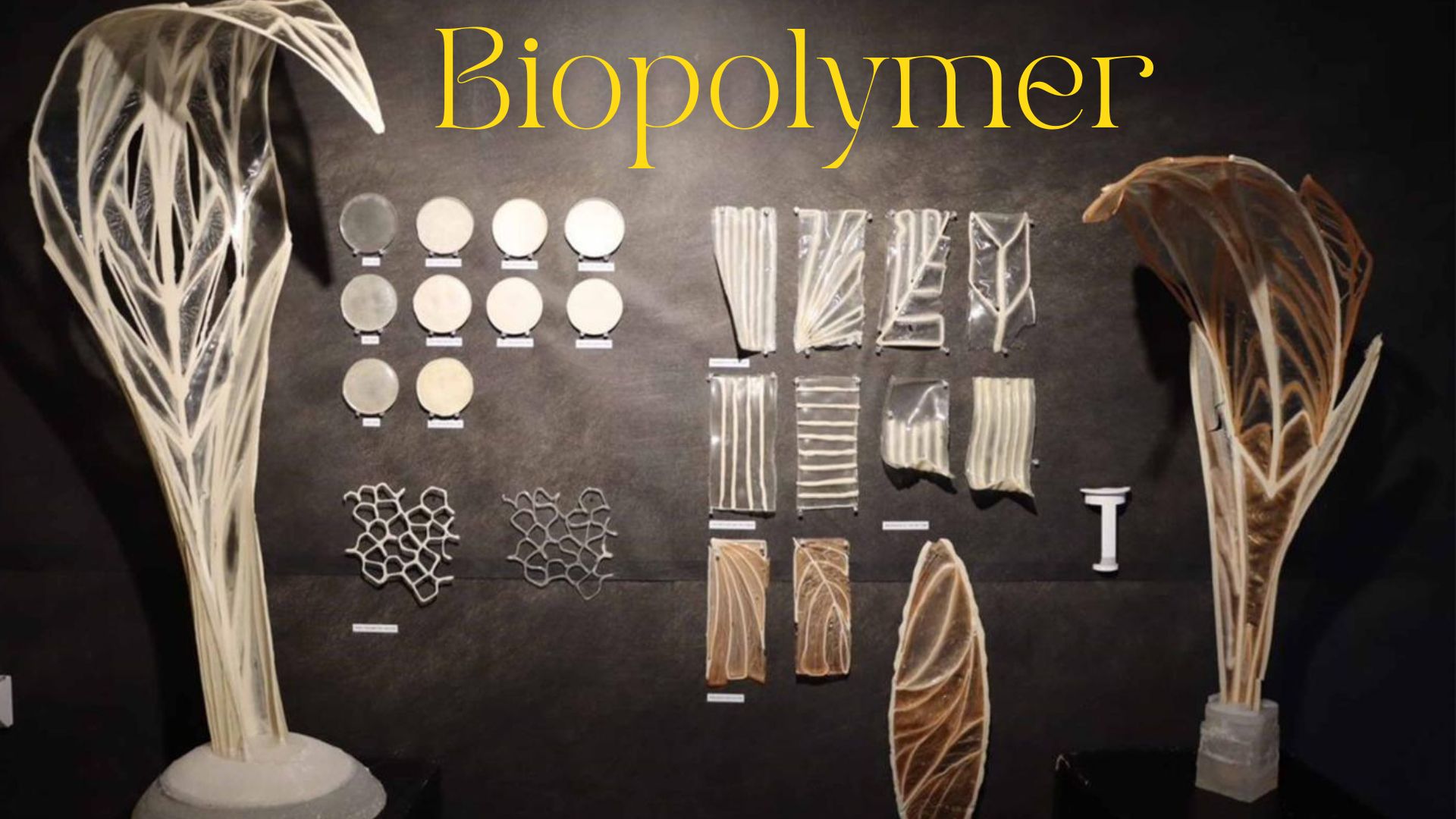 Biopolymers Unraveled: Test Your Knowledge on Nature’s Building Blocks! thumbnail