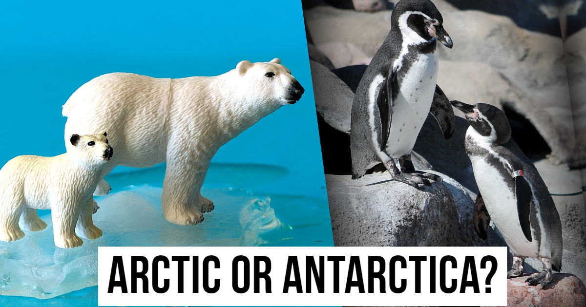 Arctic Or Antarctic: Where Do They Live? thumbnail