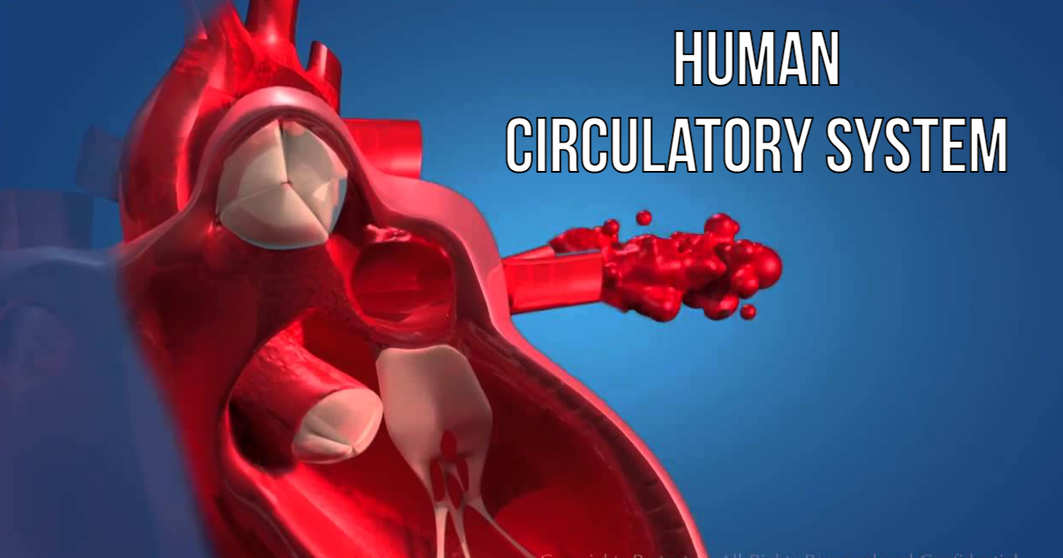 Quiz On Human Circulatory System! thumbnail