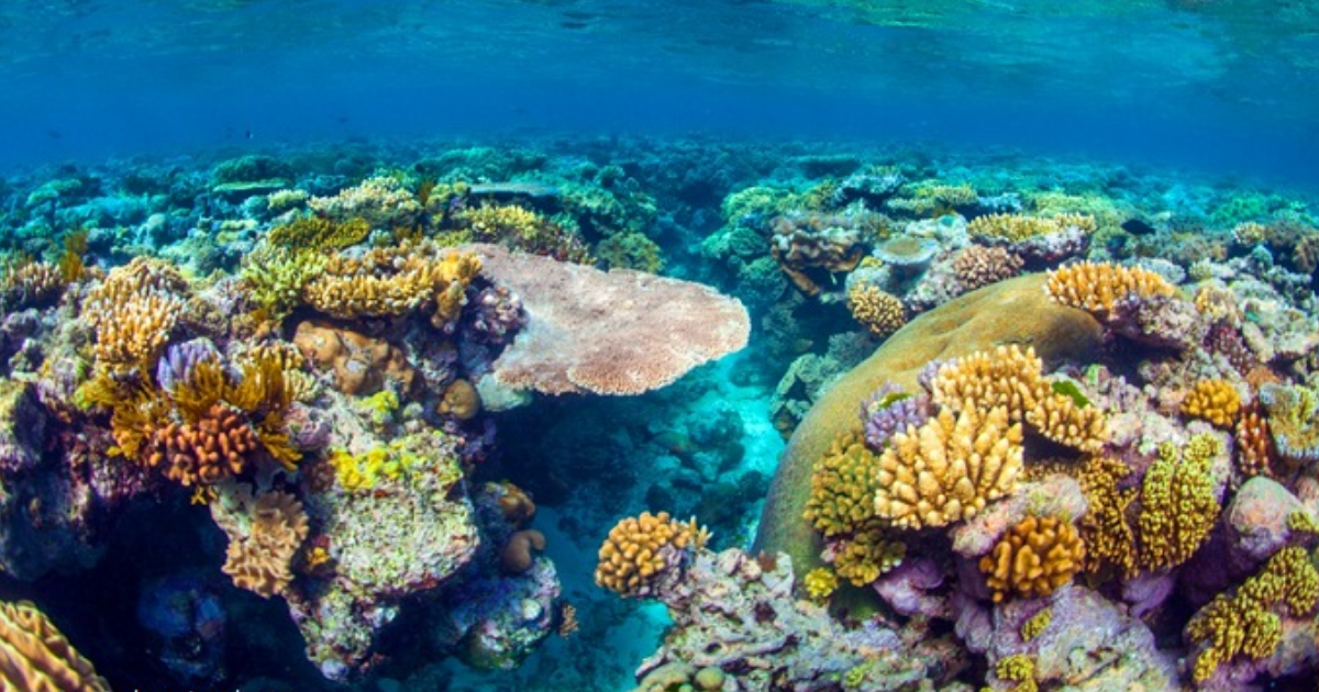 Coral Reefs thumbnail