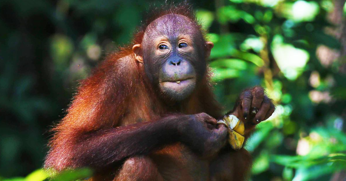 Take This Quiz On Orangutans thumbnail